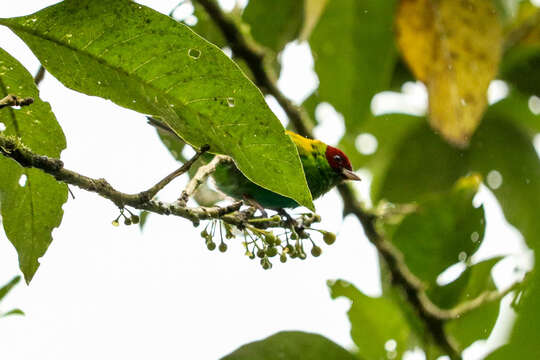 Image of Rufous-winged Tanager