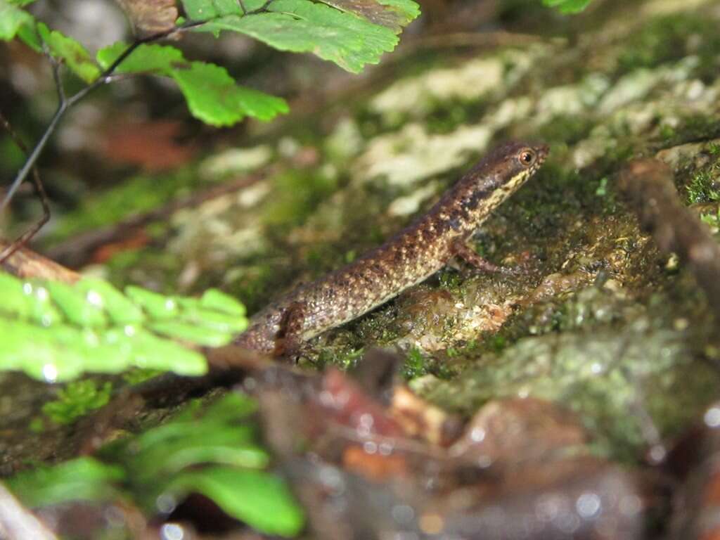 صورة Saproscincus basiliscus (Ingram & Rawlinson 1981)