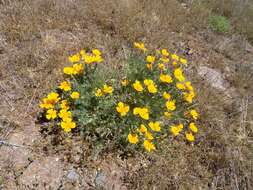 Image of California poppy