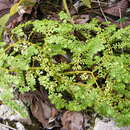 Image de Pilea margarettae Britton