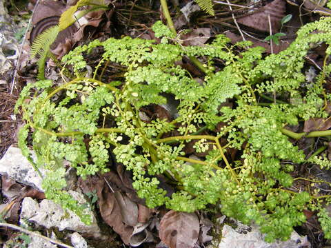 Sivun Pilea margarettae Britton kuva