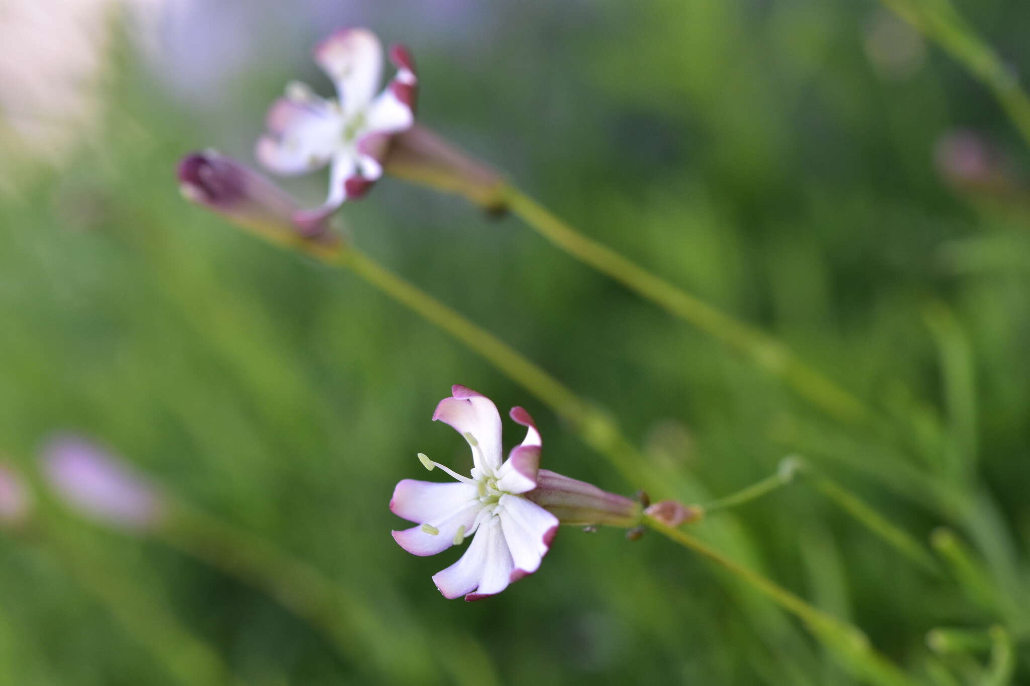 Image of Silene saxifraga L.