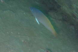 Image of Half-grey wrasse