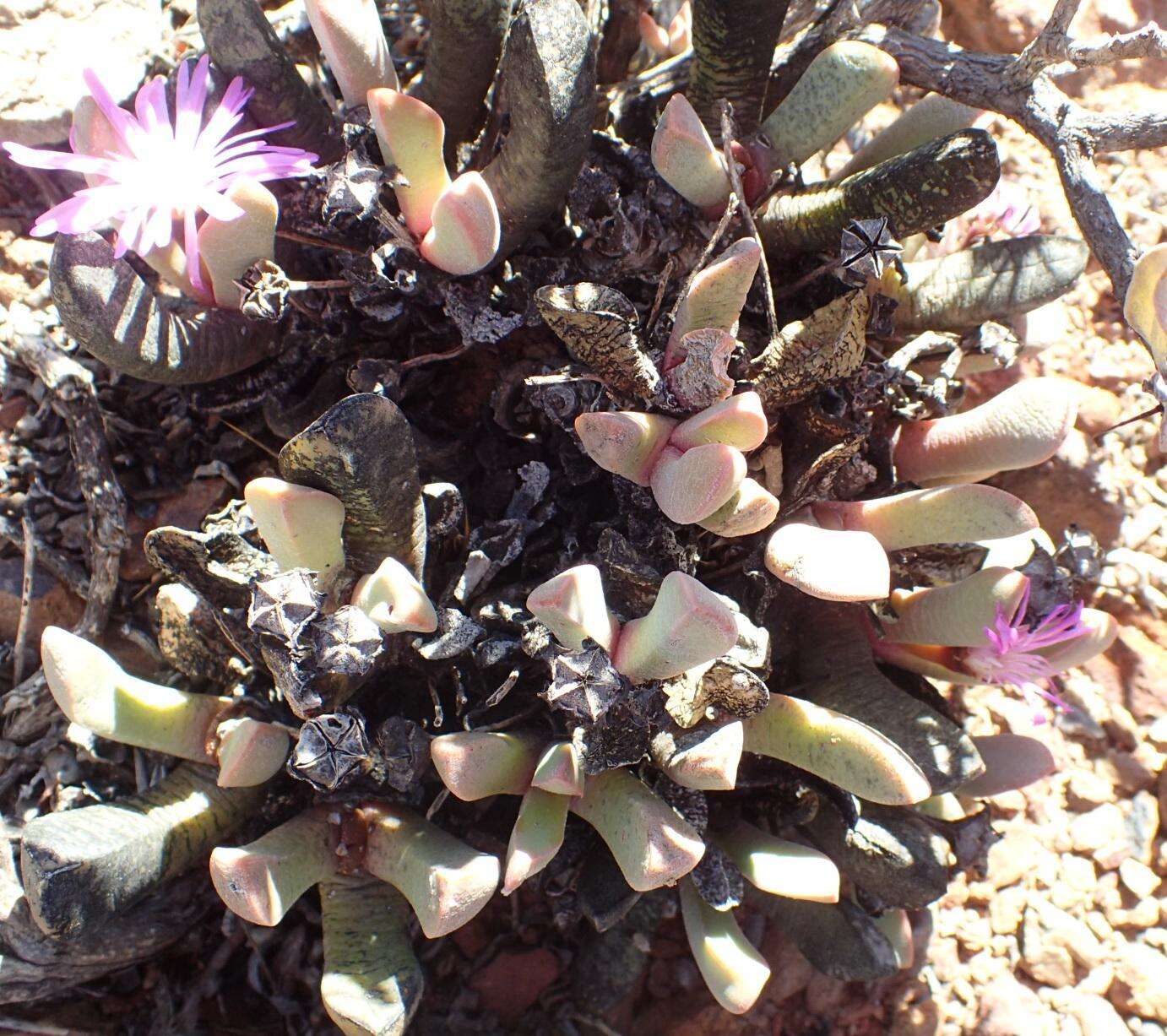 Image of Cerochlamys pachyphylla (L. Bol.) L. Bol.