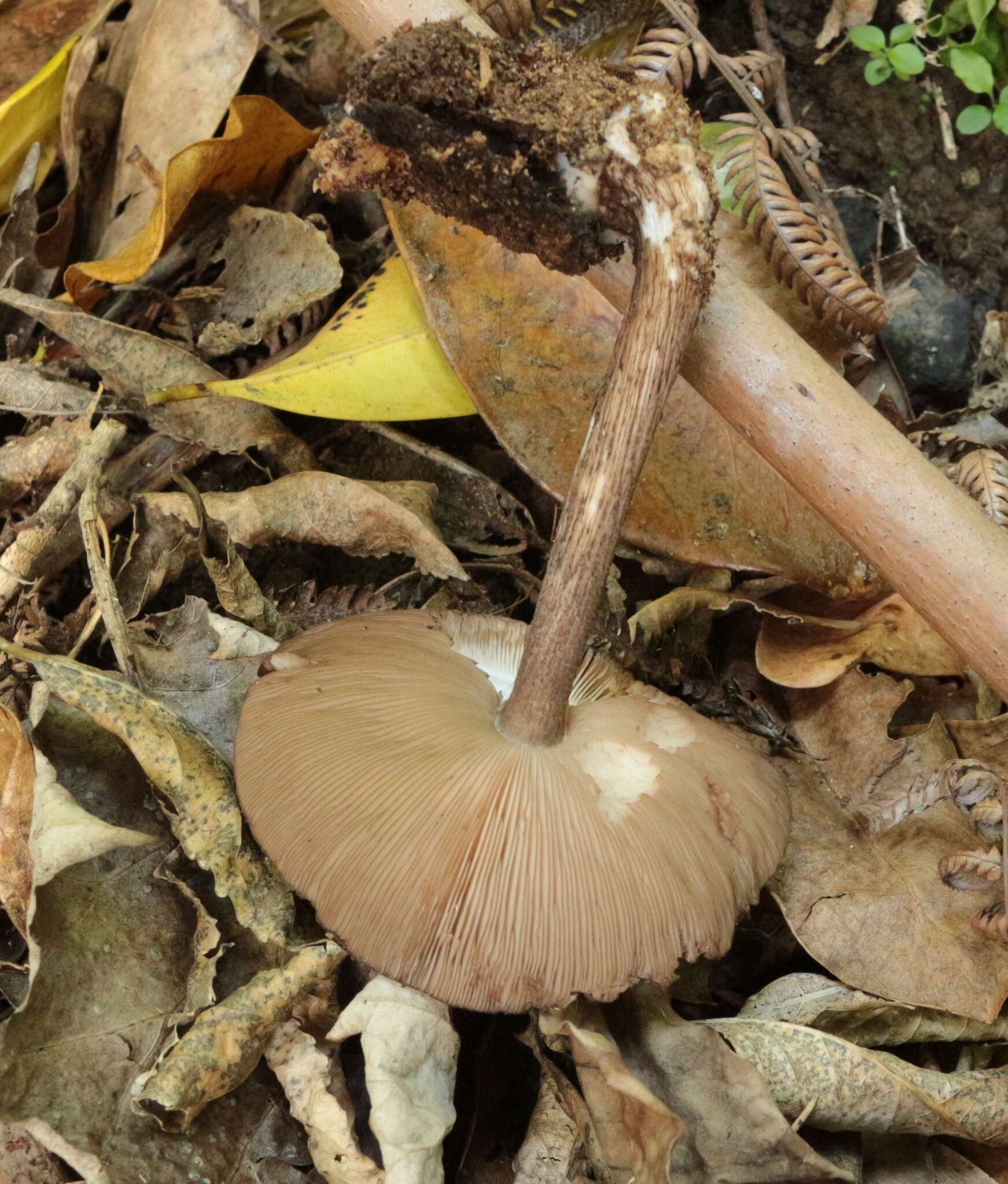 Image of Pluteus microspermus E. Horak 2008