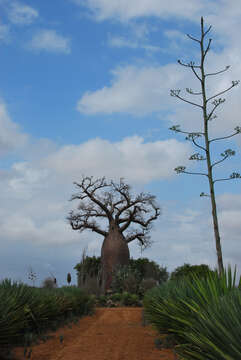 Image de Adansonia za Baill.