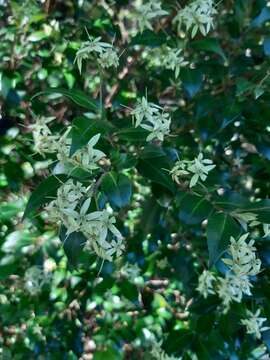 صورة Backhousia myrtifolia Hook. & Harv.