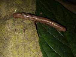 Image of Agaricogonopus acrotrifoliolatus Zhang 1997