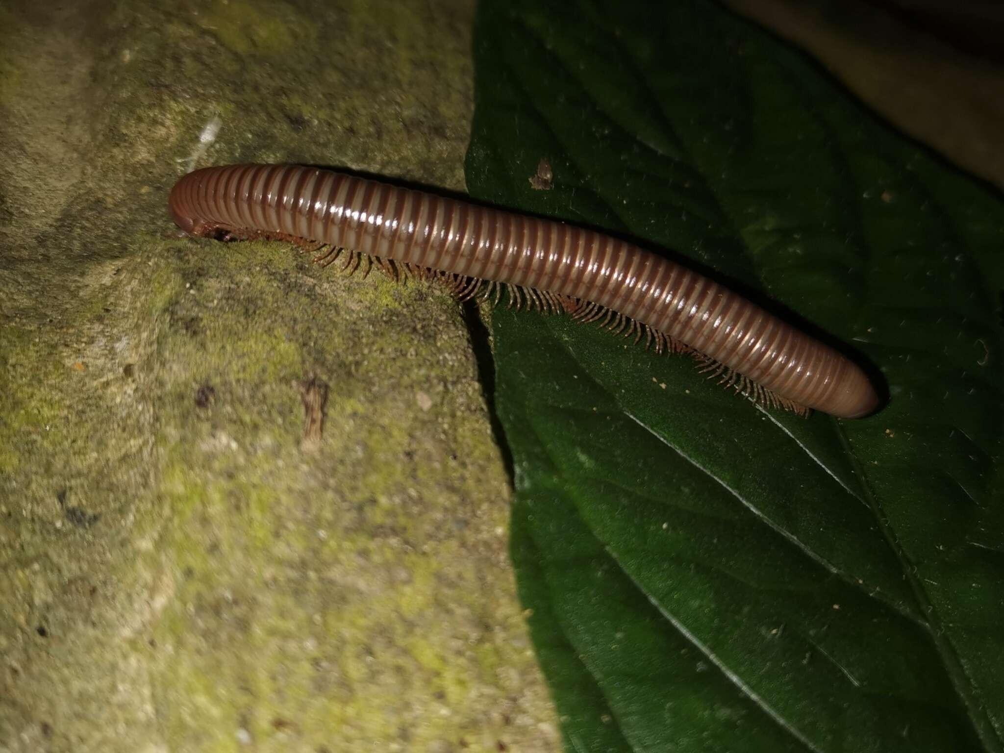 Image de Agaricogonopus acrotrifoliolatus Zhang 1997