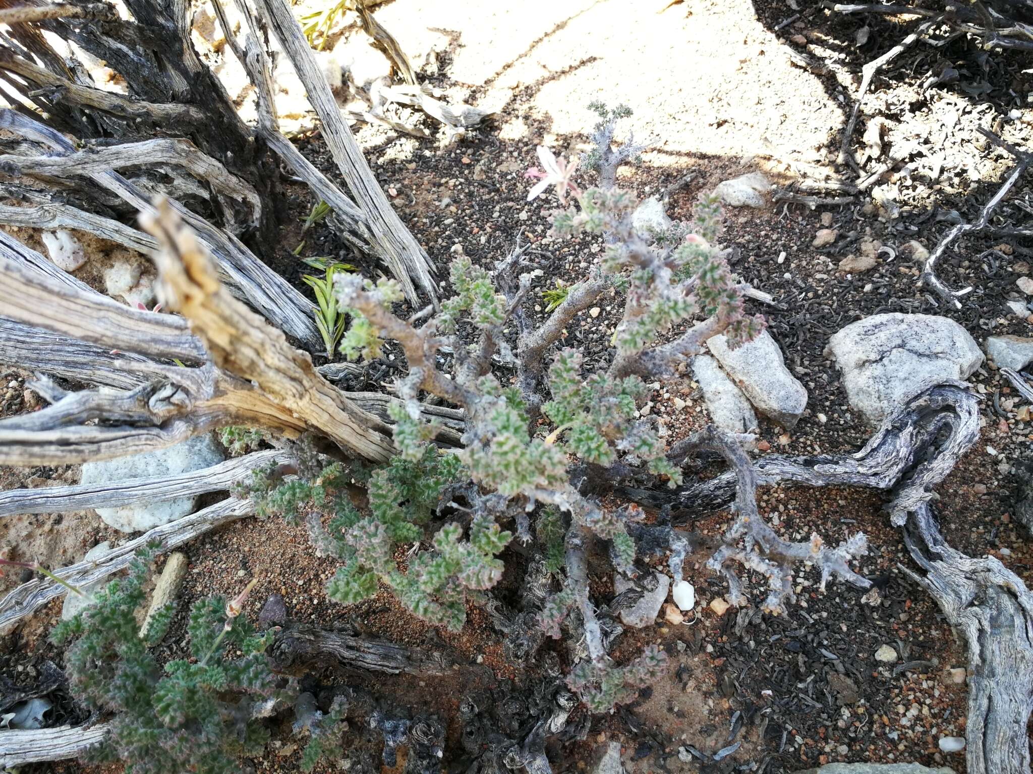 Image of Pelargonium alternans Wendl.