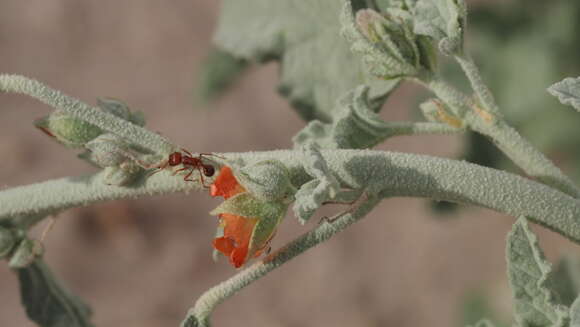 Image of Carrizo Creek globemallow