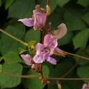 Image of Vigna halophila (Piper) Marechal et al.