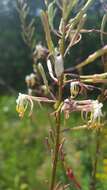 Oenothera filipes (Spach) W. L. Wagner & Hoch resmi