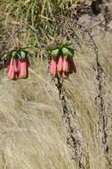 Image of Bomarea macrocephala Pax