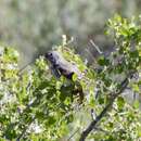 Sivun Passerella iliaca monoensis kuva