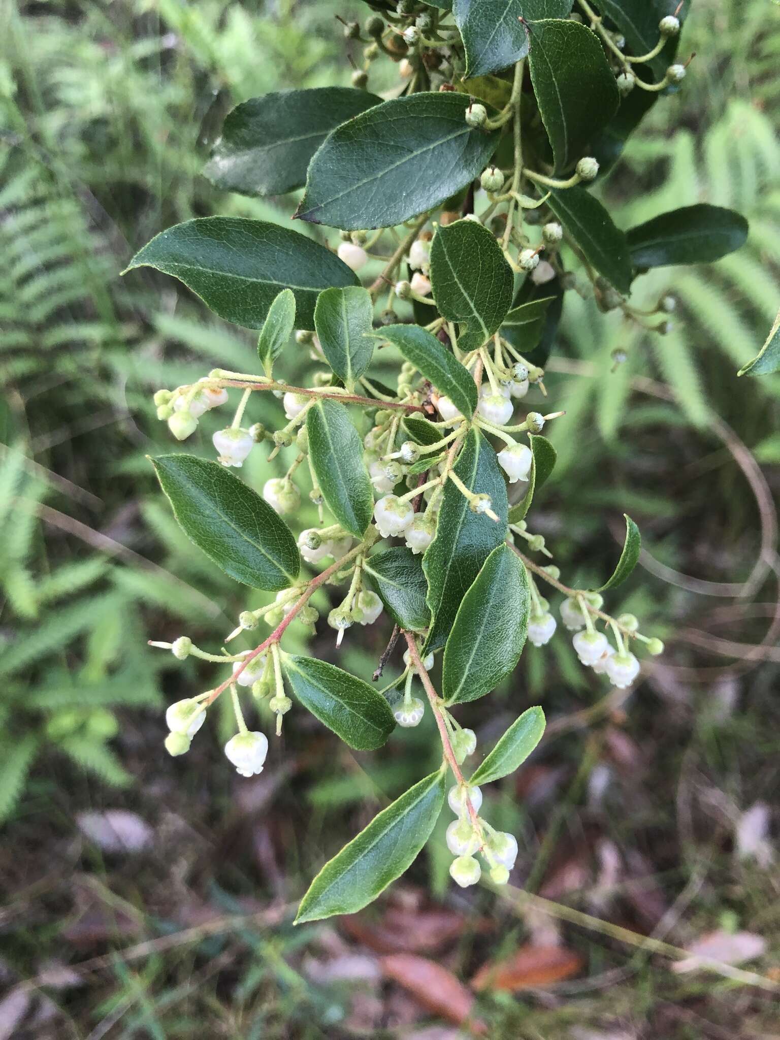 Image of maleberry