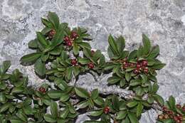 Image of Rhamnus infectoria L.