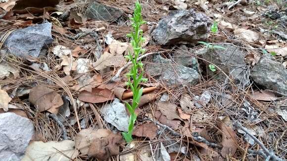 Plancia ëd Platanthera brevifolia (Greene) Senghas