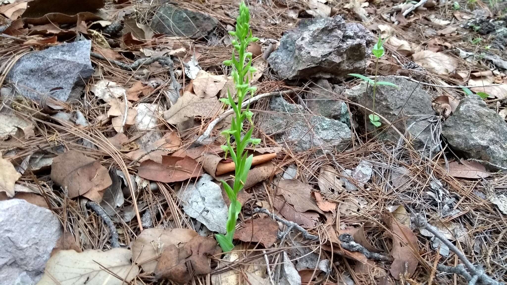 Image of Shortflowered bog orchid