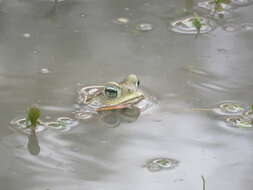 Image of Argentine toad