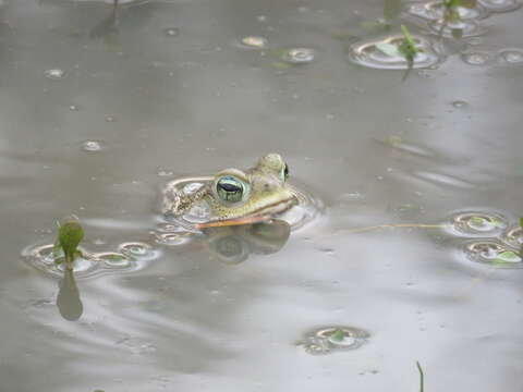 Image of Argentine toad