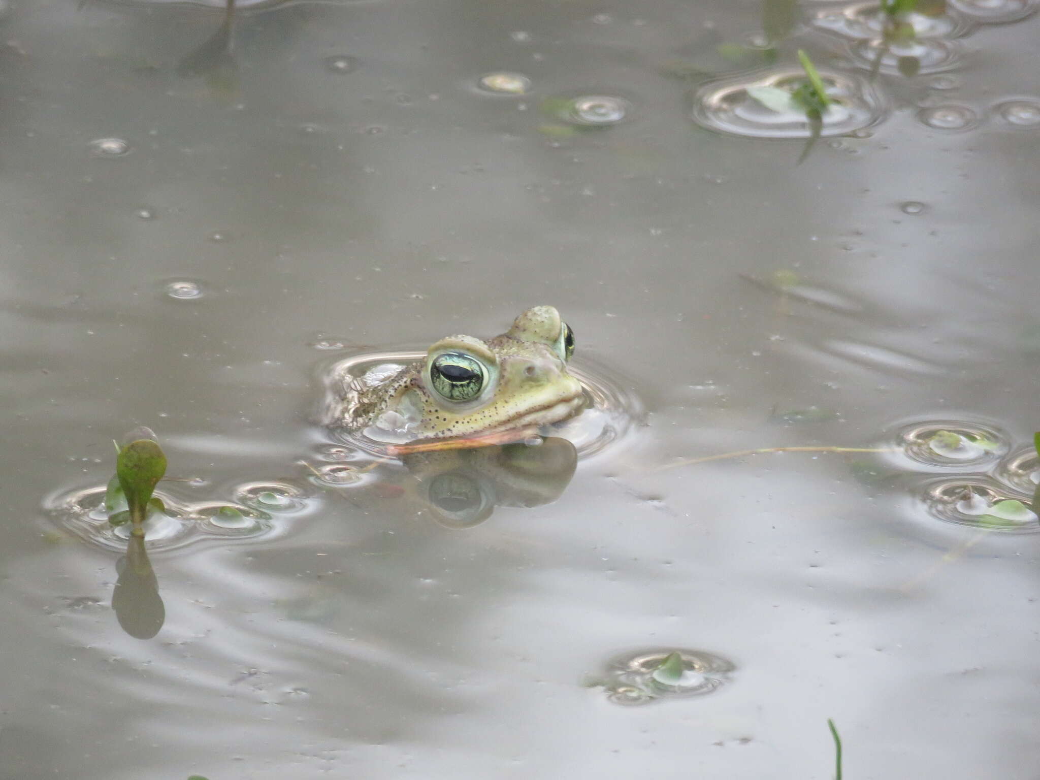 Image of Argentine toad