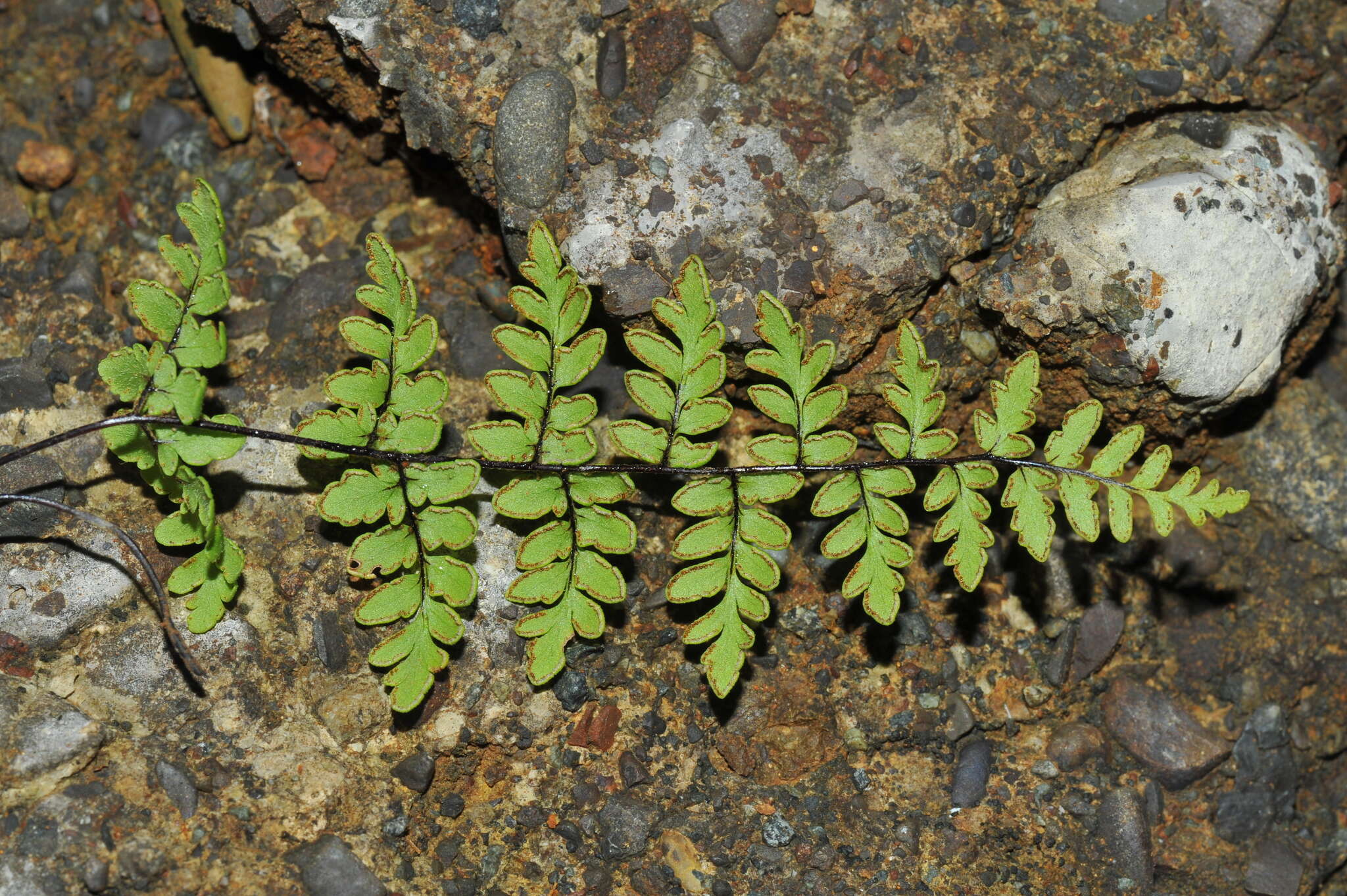 Image of Myriopteris microphylla (Sw.) Grusz & Windham