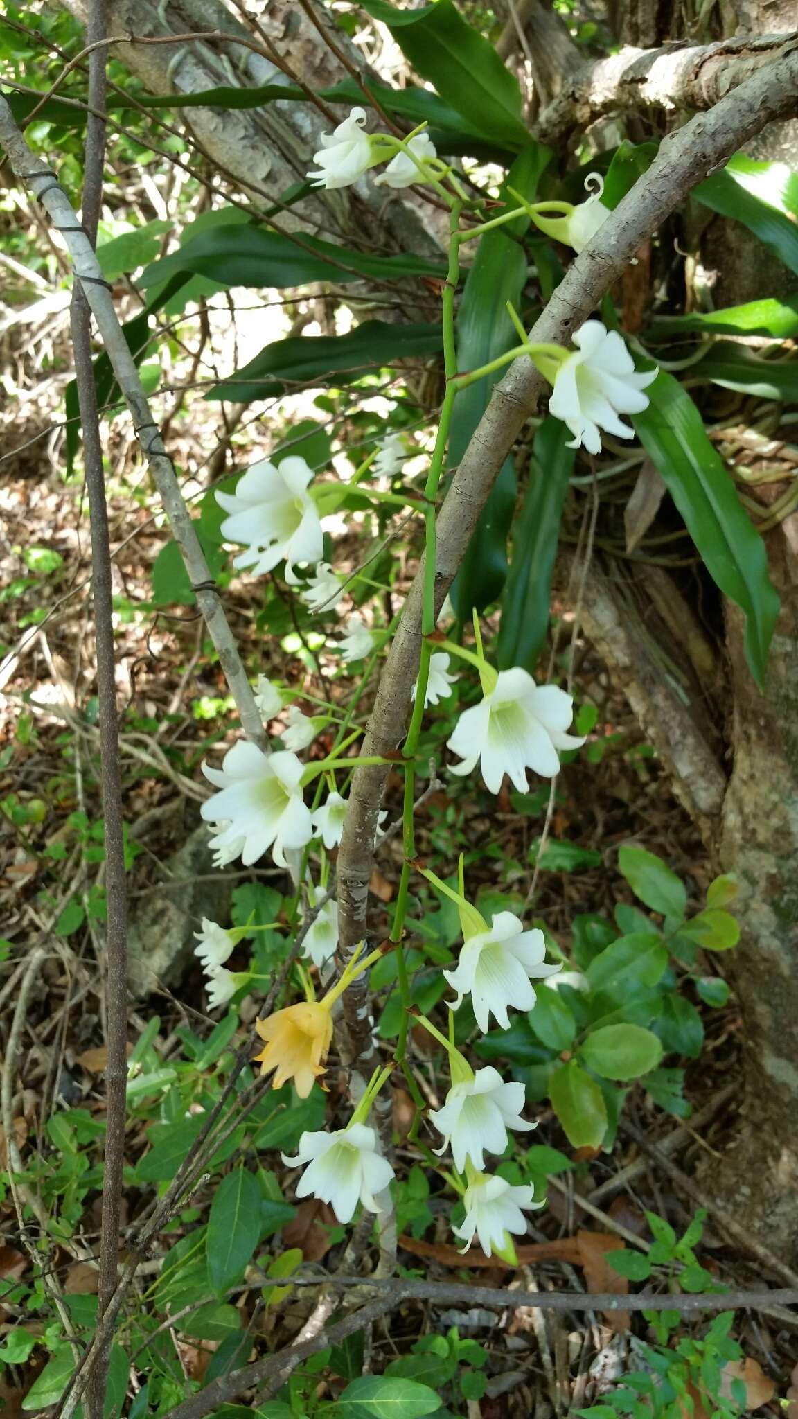 Sobennikoffia poissoniana H. Perrier resmi