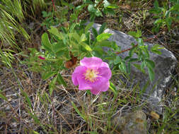 Sivun Rosa woodsii Lindl. kuva