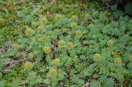 Plancia ëd Acaena minor var. antarctica (Cockayne) Allan