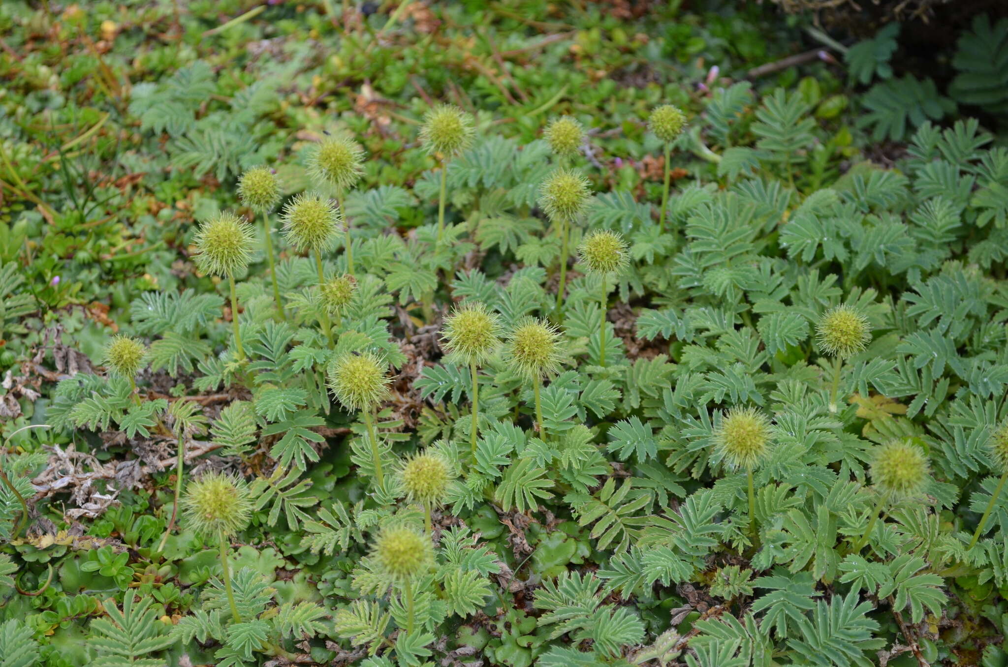 Plancia ëd Acaena minor var. antarctica (Cockayne) Allan