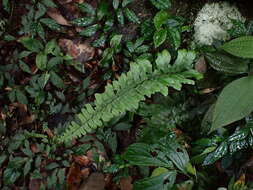 Image de Hymenasplenium excisum (C. Presl) S. Linds.