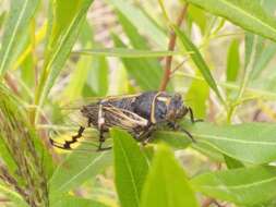 Image of Cicadatra hei Wang, He & Wei 2017