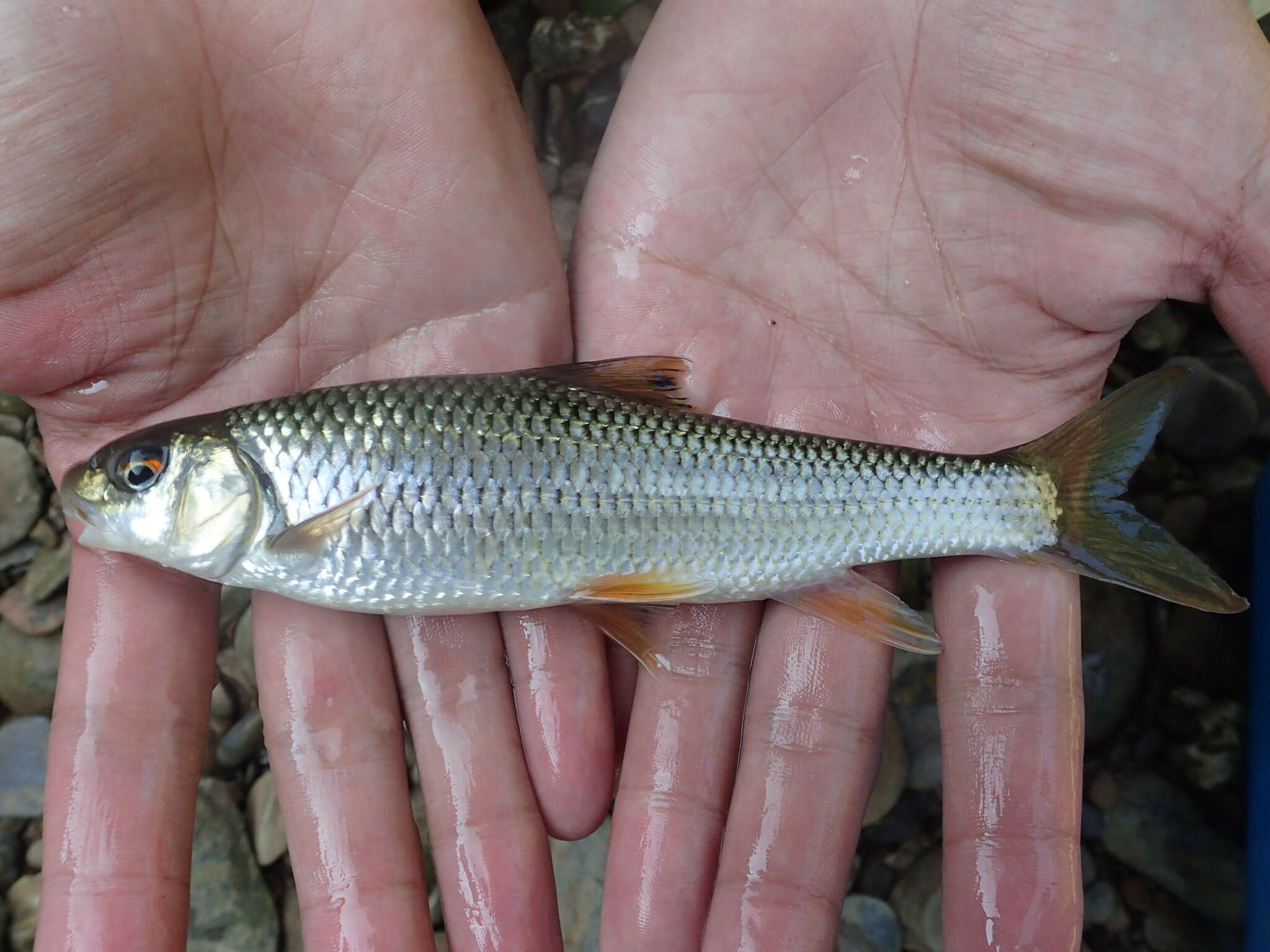 Image of Taiwan Shoveljaw Carp