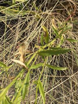 Image of twoleaf beardtongue