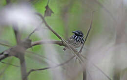 Image of Dot-backed Antbird