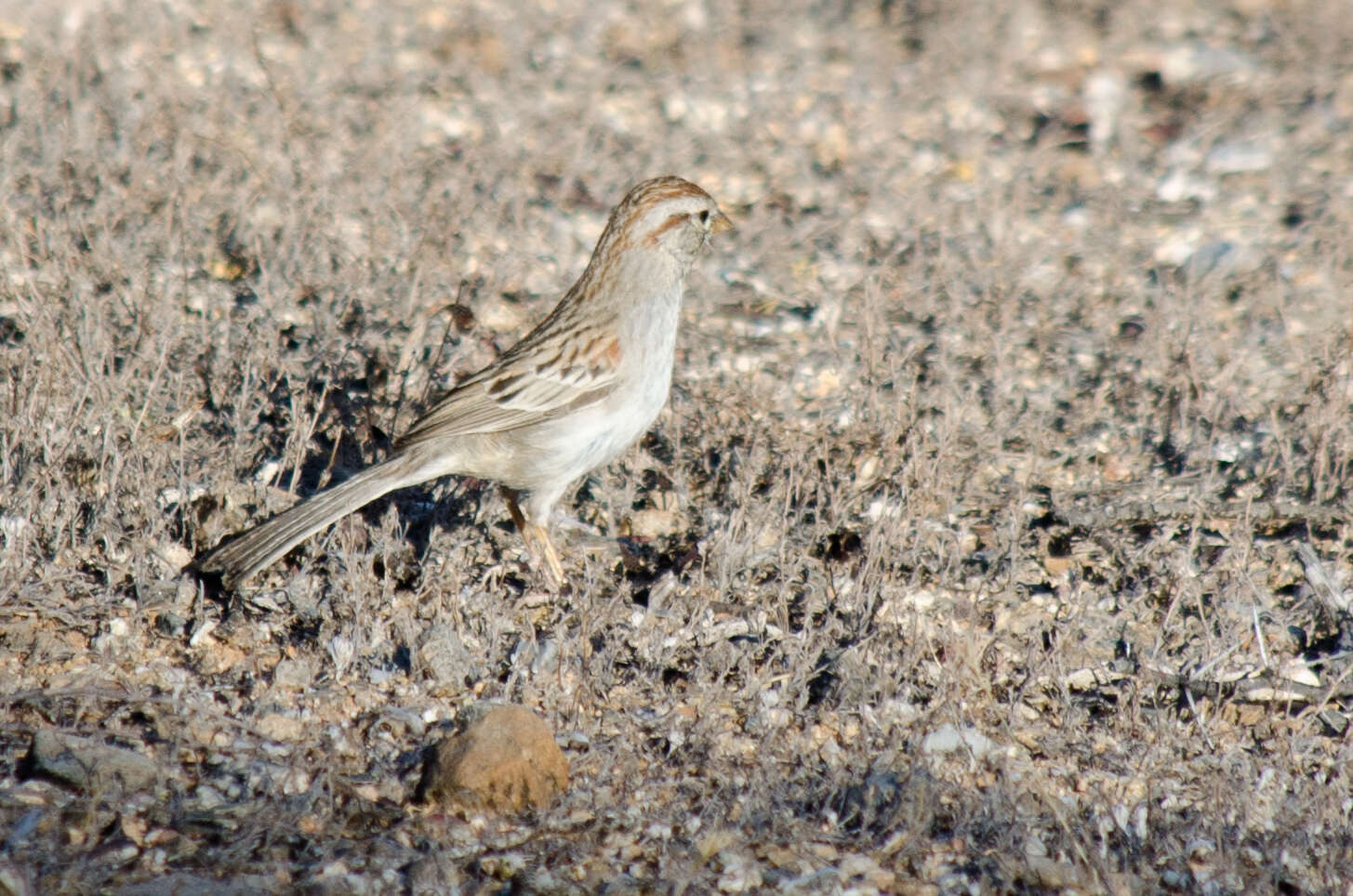 Peucaea carpalis Coues 1873的圖片