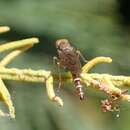 Image of Neodialineura litura Winterton 2009