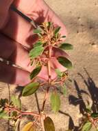 Imagem de Euphorbia carunculata Waterf.