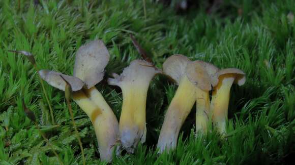 Image of Cantharellus melanoxeros Desm. 1830