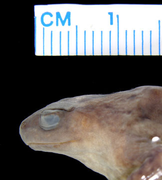 Image of <i>Austrochaperina rivularis</i>