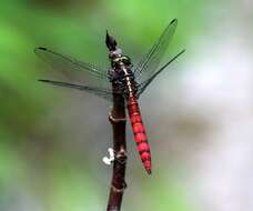 Image de Onychothemis culminicola Förster 1904