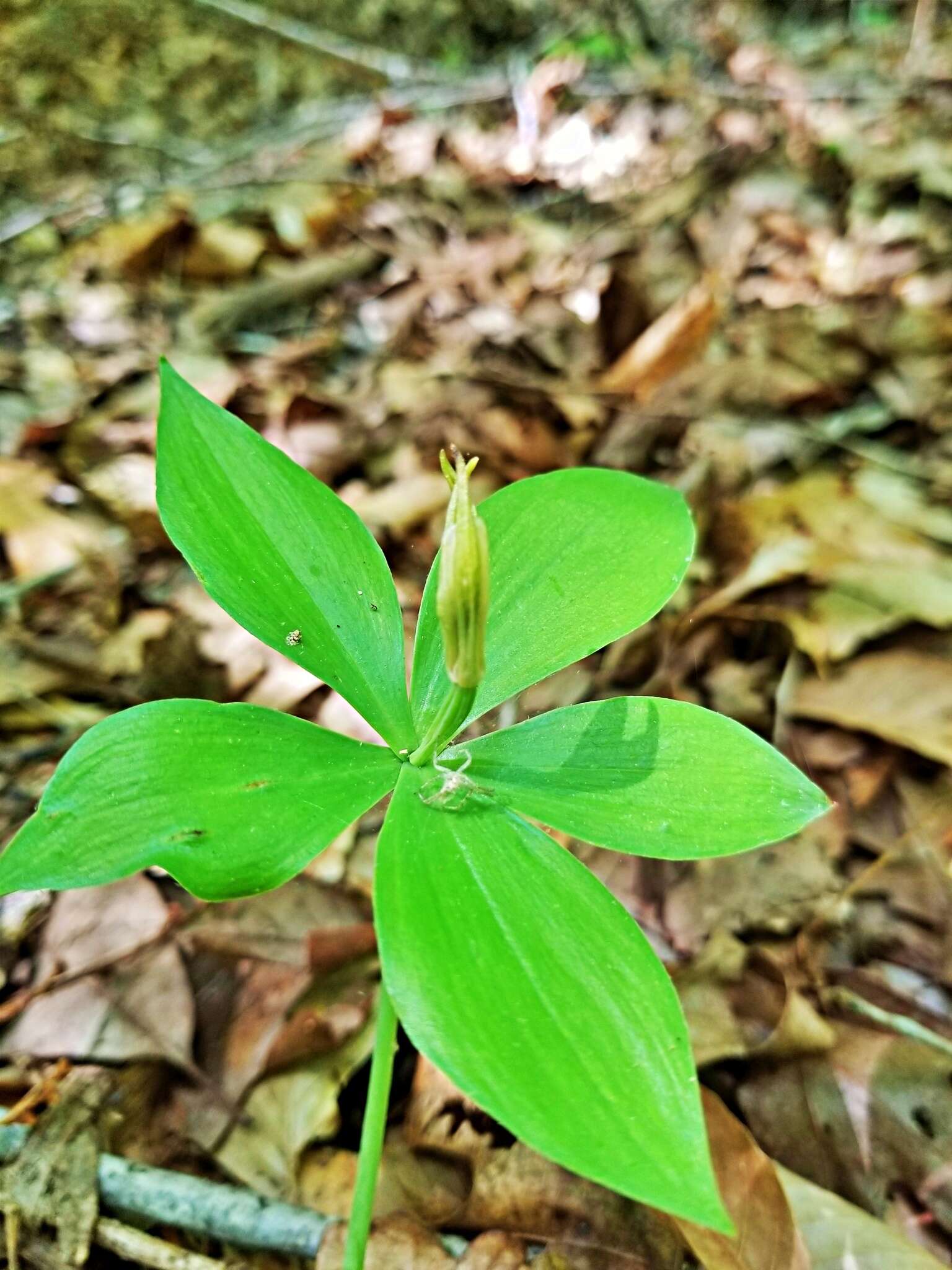 Imagem de Isotria medeoloides (Pursh) Raf.