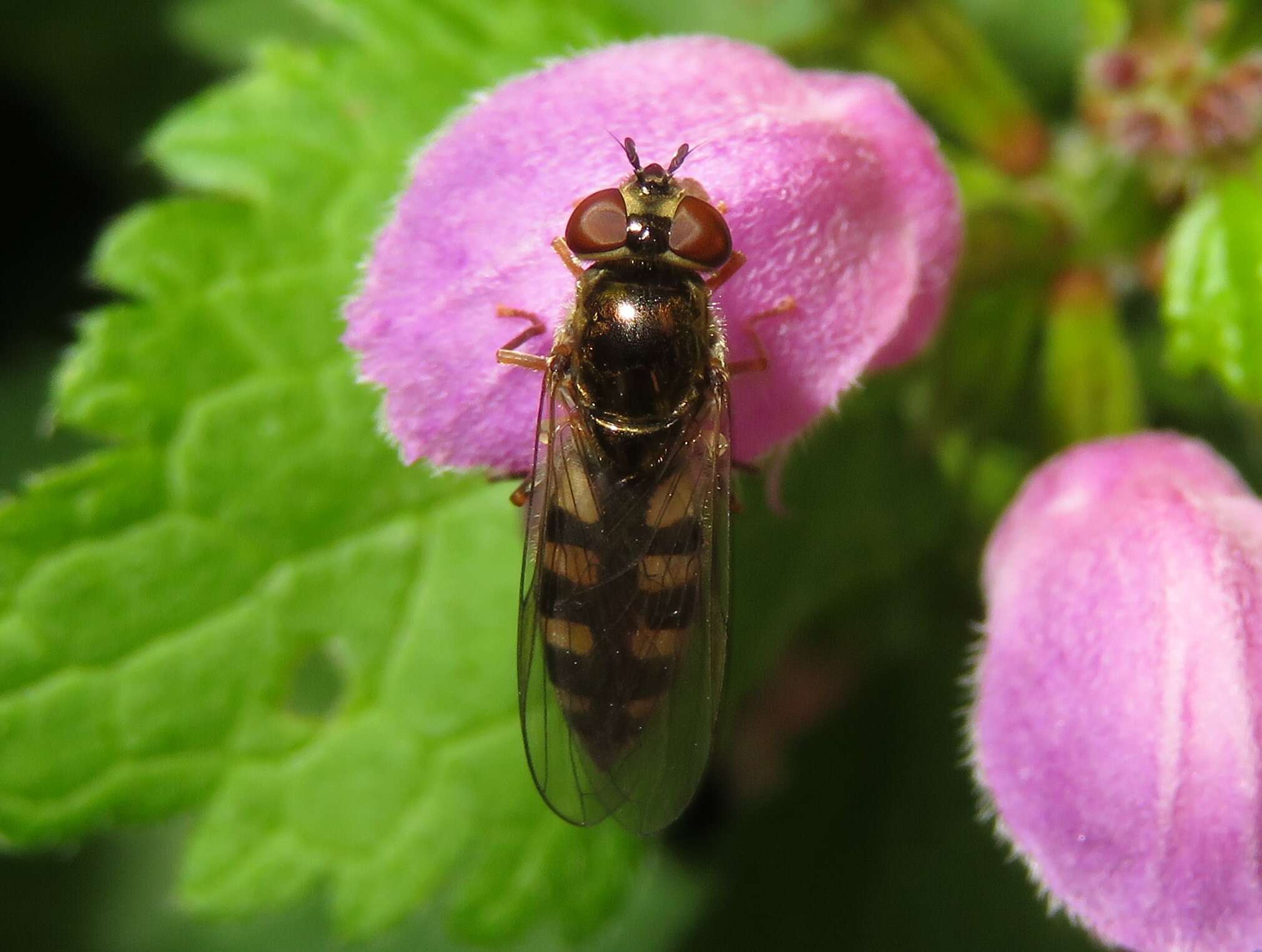 Image of Platycheirus peltatus (Meigen 1822)