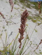 Image of Red Love Grass