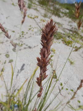 Image of Red Love Grass