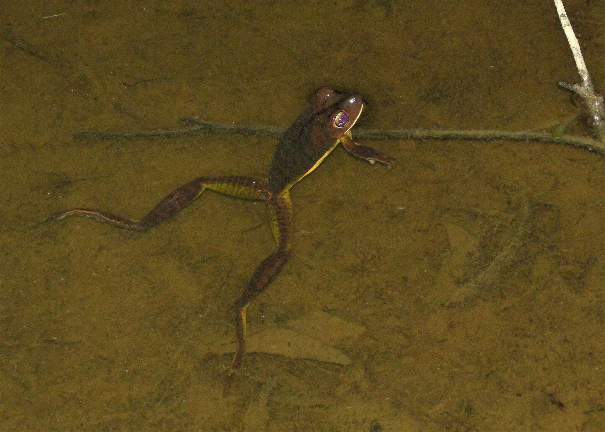 Image of Blacksmith tree frog