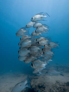 Image of Threadfin pearl perch