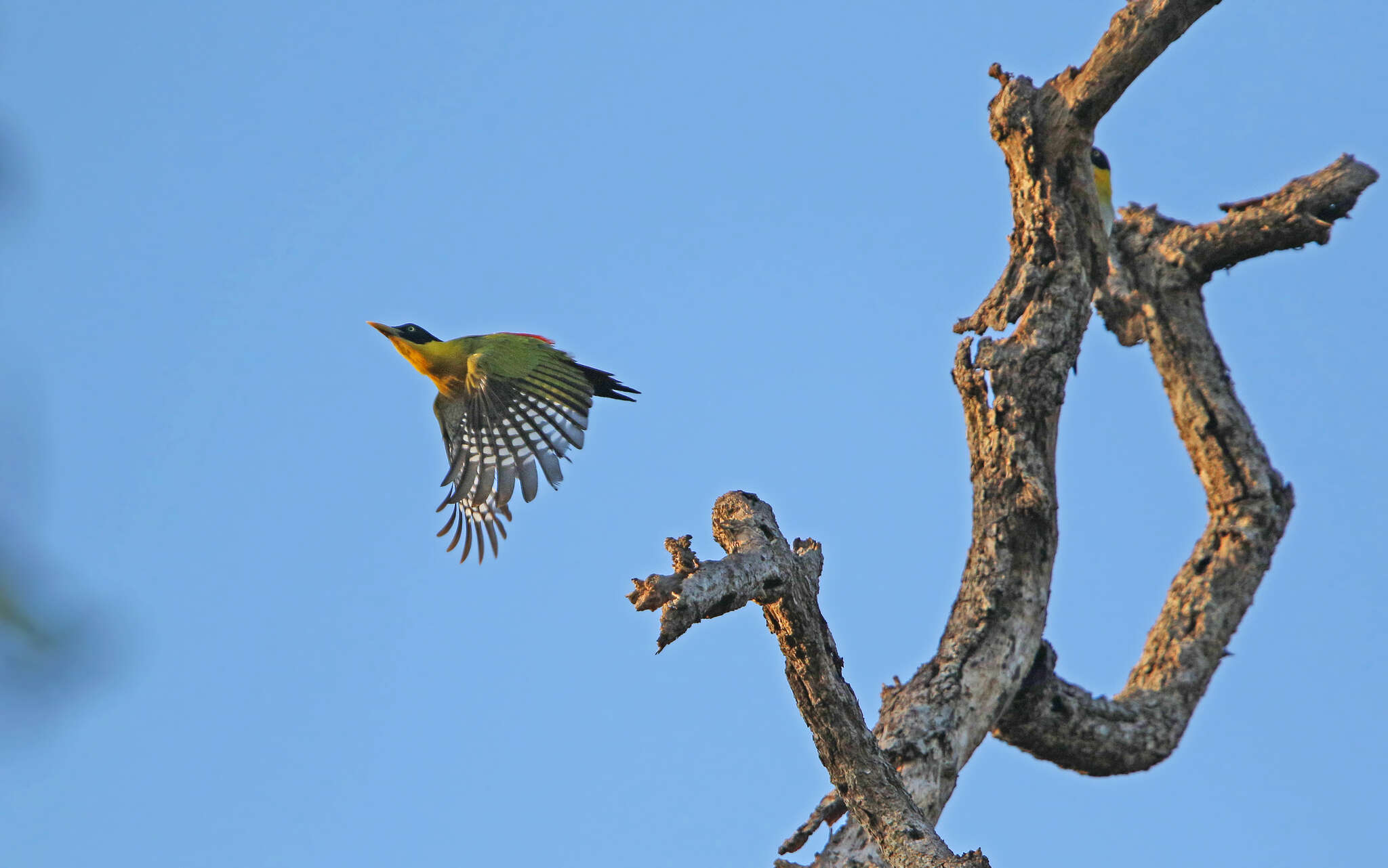 Image of Black-headed Woodpecker