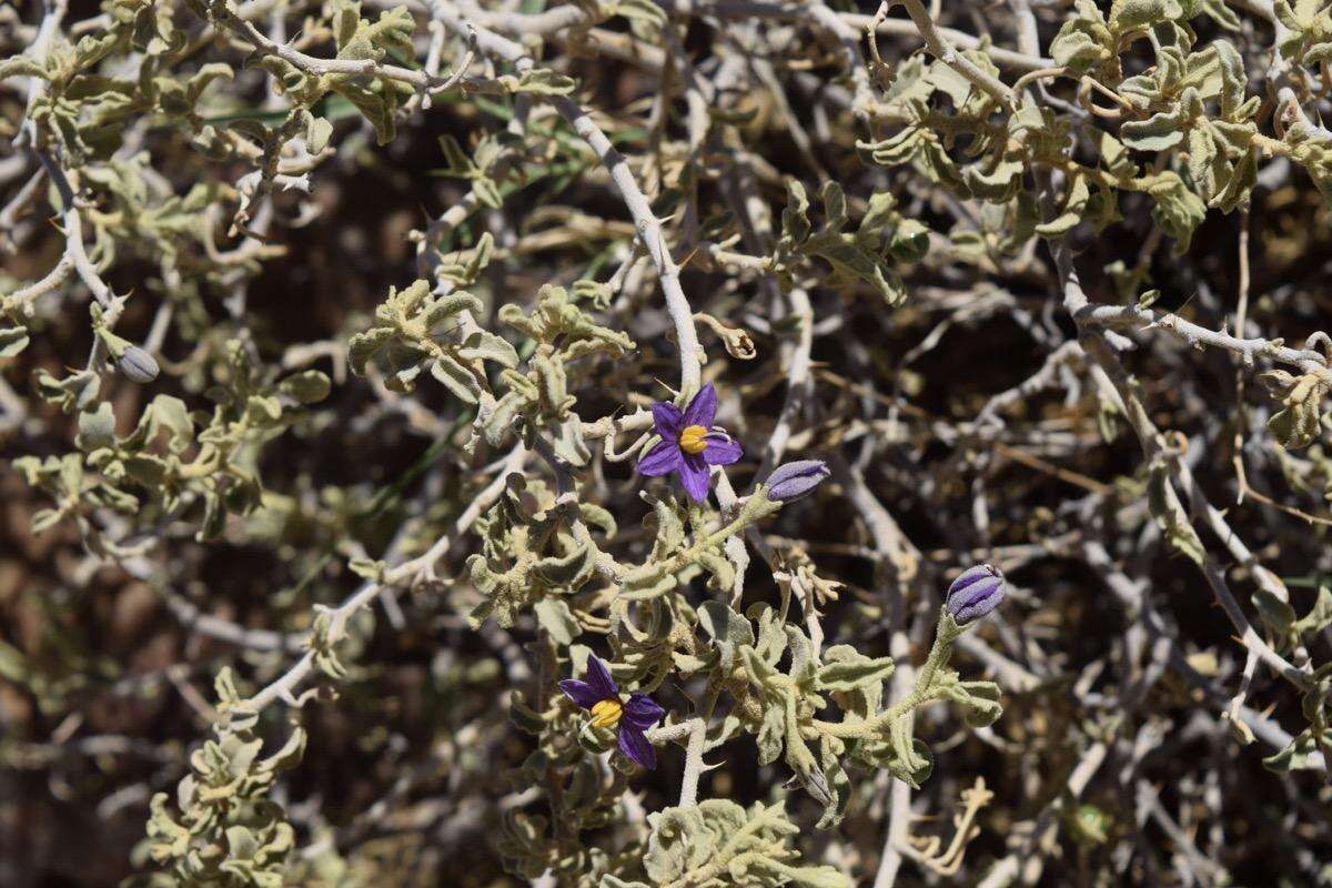 Image of Solanum burchellii Dun.